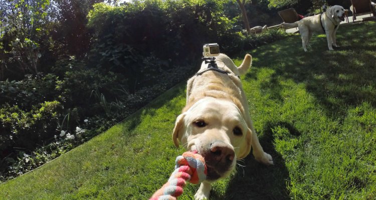 Chien GoPro