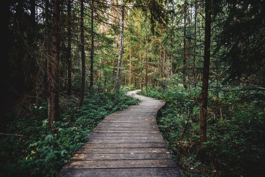 a beautiful forest