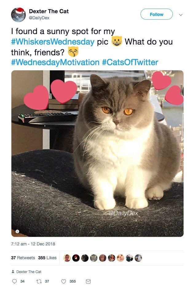 A screenshot of a Dexter the Cat Twitter post showing an every day hashtag use