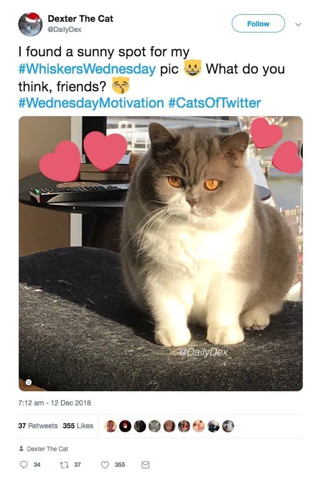 Captura de pantalla de una publicación de Dexter the Cat en Twitter que muestra el uso diario del hashtag